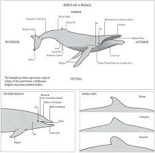 Parts Of A Whale Baleen Whales Whale Drawing Humpback Whale