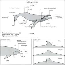 parts of a whale baleen whales whale drawing humpback whale