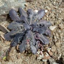 Image result for Turritis