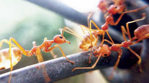 رائحة القهوة تتخلص من النمل الشرق الأوسط