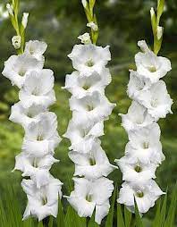 Gladiolus In 2020 Gladiolus Flower Gladiolus Bulb Flowers