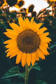 Wallpapers not only make desktops look attractive; Sun Flower Wallpaper