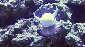 Goingknowhere Discovering That Sea Urchins Wearing Hats Is A