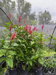 Image result for Jatropha campestris