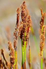 Image result for Restionaceae