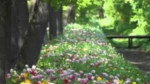 вальс из к ф мой ласковый и нежный зверь 4 Mocart Muzyka Angelov Youtube Outdoor Outdoor Decor Plants
