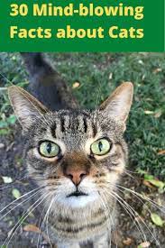 30 Mind Blowing Facts About Cats Cat Facts Cats Animal Facts