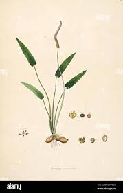 Image result for Aponogetonaceae