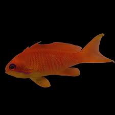 Image result for Ottelia fischeri