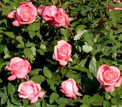 Belinda's dream is a wonderful rose to plant if you only have room for one rose in your landscape. Plantanswers Plant Answers Belinda S Dream Rose