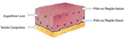 tecido epitelial de revestimento histologia interativa