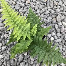 Image result for Dryopteris kilemensis