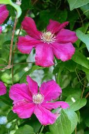 There are 2 different types of clematis. Clematis Pruning Is Not One Size Fits All Triblive Com