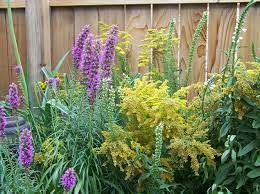 Check spelling or type a new query. See 25 Native Ohio Perennials For Your Garden Vibrant Color And Deer Resistant Cleveland Com