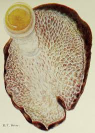 Image result for Macrotyloma rupestre × densiflo