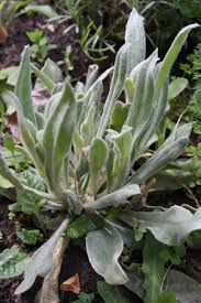 Kronen lichtnelke in anderen sprachen: Kronenlichtnelke Lychnis Coronaria Pflanzenwiki