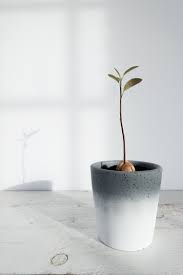 Comment Faire Pousser Un Avocatier A Partir D Un Noyau Decouvrez Toute L Information Necessaire Faire Pousser Un Avocatier Avocatier Culture D Avocat
