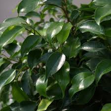 Image result for F kus Ficus
