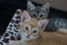 Where you buy your kitten is up to you, but you should research each possibility before making that decision. Adopt Kittens Available For Adoption Spca New Zealand
