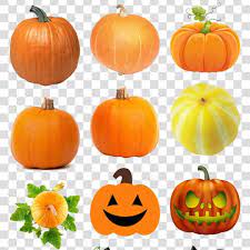 南瓜图片大全万对节南瓜灯南瓜灯pumpkin picture daquan wannian festival pumpkin light pumpkin light pumpkin vegetables image