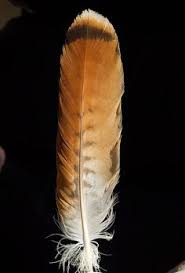 Hear the story of america's most common hawk. 44 Best Red Tail Hawk Feathers Ideas Red Tailed Hawk Hawk Feathers Red Tail Hawk Feathers