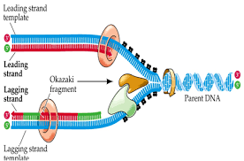 Leading And Lagging Strand Dna Replication Dna Molecular Biology