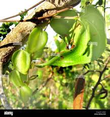 Image result for Dioscorea quartiniana