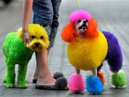 Exceptional Dogs Grooming Design Ideas And Modern Color Trends In 2020 Dog Dye Dog Hair Dye Dog Haircuts