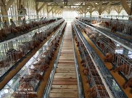 Kebutuhan permintaan pasar atas telur terus meningkat dari. Peluang Usaha Ternak Ayam Petelur Tasikmalaya Home Facebook