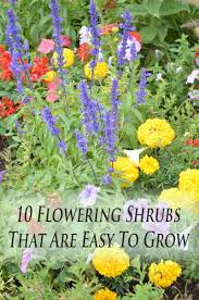 Hydrangeas, azaleas, roses and more. 10 Easiest To Grow Flowering Shrubs Plants Flowering Shrubs Garden
