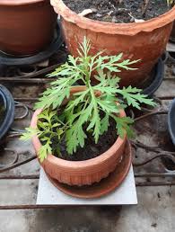 Common wormwood, mugwort ชื่ออื่น : Wmllmmiifizk9m