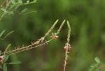 Image result for Indigofera setiflora
