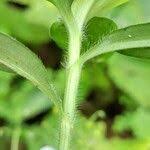 Image result for Aneilema umbrosum