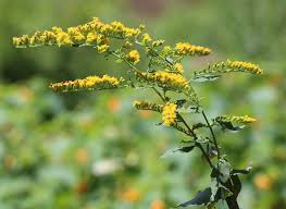 Image result for Solidago