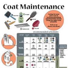 Not one or two experts, but over 40 of the world's leading grooming industry authorities! 20 Pet Grooming Comics And Infographics From Groomerisms Ideas Pet Grooming Cat Grooming Dog Grooming