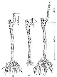 Maybe you would like to learn more about one of these? Documente Viticultura Gaseste Informatii Despre Vita De Vie Sctruguri