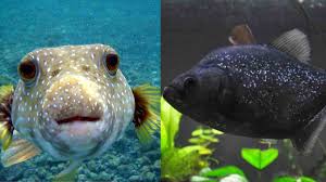 Klik pada gambar thumbail untuk mengunduh gambar ukuran penuh. Ikan Paling Berbahaya Di Dunia Gigitan Dan Racunnya Bisa Bikin Nyawa Melayang Harapan Rakyat Online