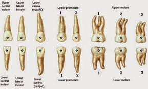 Misalnya, kawat gigi yang terlalu kencang atau pemakaian gigi palsu yang tidak pas. Jenis Jenis Gigi Dan Fungsi 1 Rohaya Dental Surgery Facebook
