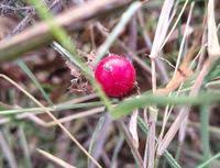 Image result for Cucumis maderaspatanus