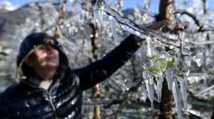 Do you have any tips for protecting fruit blossoms from frost? How Europe Is Dealing With The April Cold Blast Photos The Weather Channel Articles From The Weather Channel Weather Com