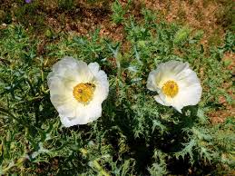Image result for Dyschoriste albiflora
