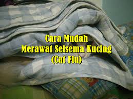 Cara merawat bayi kucing memang tidak boleh sembarangan, dan sedikit ribet. Cara Mudah Merawat Selsema Kucing Cat Flu Eintan Nurfuzie Lifestyle Beauty Travel Tips Rawatan Kucing Review