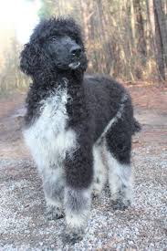 Black And White Parti Toy Poodle 176 Panda S Black White Parti Yellow Polish Female 950 Family Affair Standards In 2020 With Images Puppy Socialization Black And White Puppies