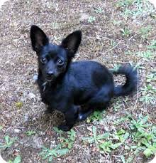Black And White Dachshund Mix Kitsap County Wa Dachshund Pomeranian Mix Meet Ceecee A Dog For Adoption Http Www Adoptapet Com Pet 11522515 Kitsap County Dachshund Mix Pets Dog Mixes