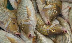 افضل 10 انواع سمك شعور بالصور وفوائده وطبخه مقلي ومشوي أسماك العرب