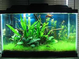 Nice 25 Cool Betta Fish Tank Ideas That Will Inspire You Https Meowlogy Com 2017 10 13 25 Cool Bet Cool Fish Tank Decorations Cool Fish Tanks Betta Fish Tank