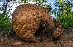 Photograph by joel sartore, national geographic photo ark. These Odd Scaled Mammals Are The Most Poached In The World And They Could Go Extinct Science Aaas