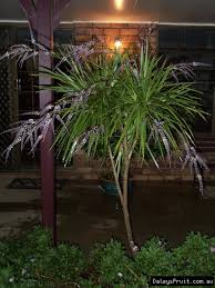 Image result for Cordyline stricta
