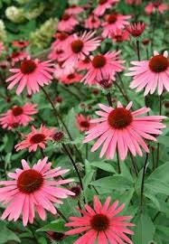 You can't have enough of these roses in your yard! Echinacea Solar Flare Pp22133 Coneflower Perennial Zones 4 9 Height 2 3 Ft One Of Our Favorites Sol Red Oak Tree Beautiful Flowers Plants