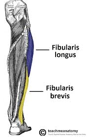 These include mobility, stability, posture, circulation, digestion, and more. Muscles In The Lateral Compartment Of The Leg Teachmeanatomy